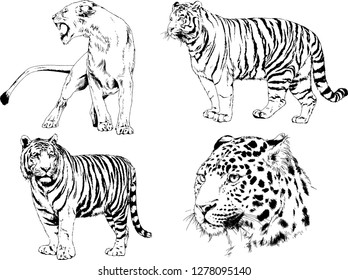 vector drawings sketches different predator , tigers lions cheetahs and leopards are drawn in ink by hand , objects with no background