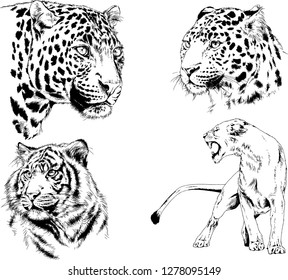 vector drawings sketches different predator , tigers lions cheetahs and leopards are drawn in ink by hand , objects with no background