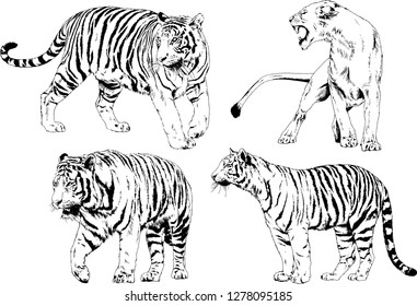 vector drawings sketches different predator , tigers lions cheetahs and leopards are drawn in ink by hand , objects with no background