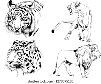 vector drawings sketches different predator , tigers lions cheetahs and leopards are drawn in ink by hand , objects with no background