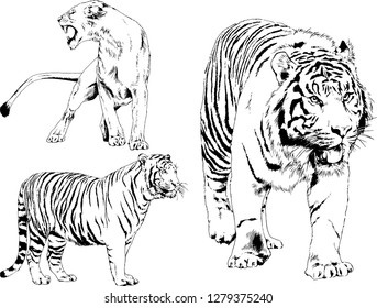 vector drawings sketches different predator , tigers lions cheetahs and leopards are drawn in ink by hand , objects with no background