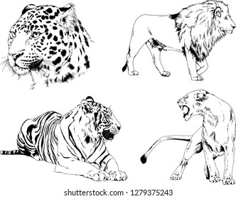 vector drawings sketches different predator , tigers lions cheetahs and leopards are drawn in ink by hand , objects with no background