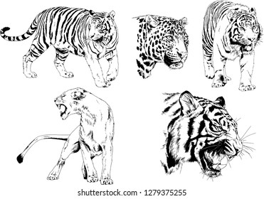 vector drawings sketches different predator , tigers lions cheetahs and leopards are drawn in ink by hand , objects with no background