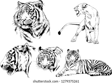 vector drawings sketches different predator , tigers lions cheetahs and leopards are drawn in ink by hand , objects with no background
