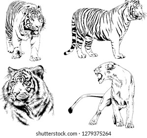 vector drawings sketches different predator , tigers lions cheetahs and leopards are drawn in ink by hand , objects with no background