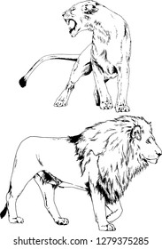 vector drawings sketches different predator , tigers lions cheetahs and leopards are drawn in ink by hand , objects with no background