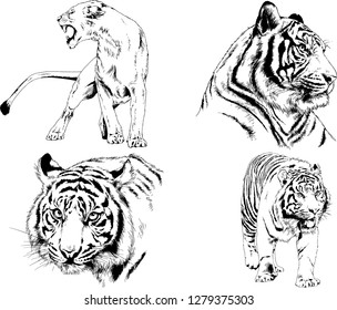 vector drawings sketches different predator , tigers lions cheetahs and leopards are drawn in ink by hand , objects with no background