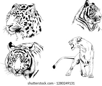 vector drawings sketches different predator , tigers lions cheetahs and leopards are drawn in ink by hand , objects with no background