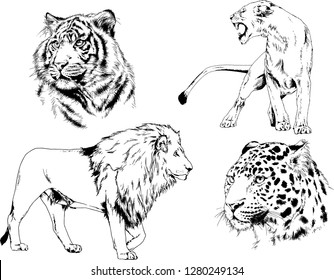 vector drawings sketches different predator , tigers lions cheetahs and leopards are drawn in ink by hand , objects with no background