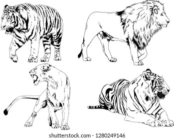 vector drawings sketches different predator , tigers lions cheetahs and leopards are drawn in ink by hand , objects with no background