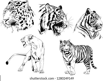 vector drawings sketches different predator , tigers lions cheetahs and leopards are drawn in ink by hand , objects with no background