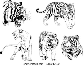 vector drawings sketches different predator , tigers lions cheetahs and leopards are drawn in ink by hand , objects with no background