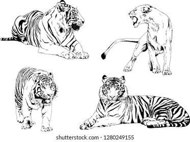 vector drawings sketches different predator , tigers lions cheetahs and leopards are drawn in ink by hand , objects with no background