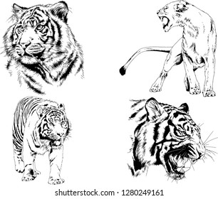 vector drawings sketches different predator , tigers lions cheetahs and leopards are drawn in ink by hand , objects with no background