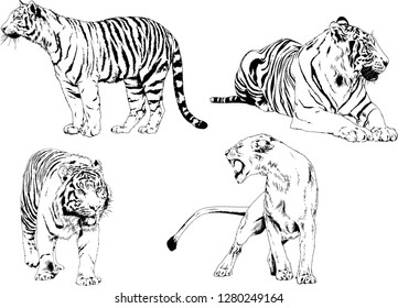 vector drawings sketches different predator , tigers lions cheetahs and leopards are drawn in ink by hand , objects with no background
