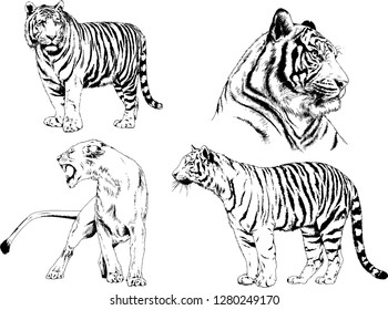 vector drawings sketches different predator , tigers lions cheetahs and leopards are drawn in ink by hand , objects with no background