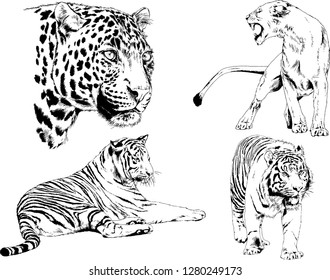 vector drawings sketches different predator , tigers lions cheetahs and leopards are drawn in ink by hand , objects with no background