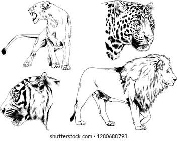 vector drawings sketches different predator , tigers lions cheetahs and leopards are drawn in ink by hand , objects with no background