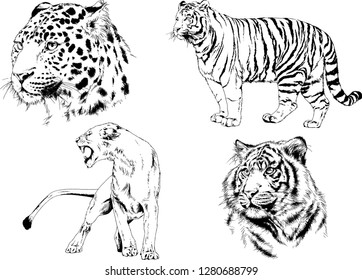 vector drawings sketches different predator , tigers lions cheetahs and leopards are drawn in ink by hand , objects with no background