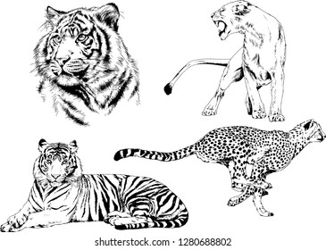 vector drawings sketches different predator , tigers lions cheetahs and leopards are drawn in ink by hand , objects with no background