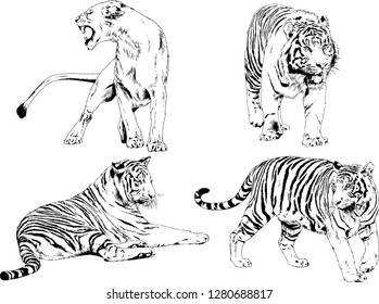 vector drawings sketches different predator , tigers lions cheetahs and leopards are drawn in ink by hand , objects with no background