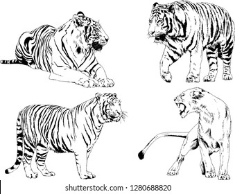 vector drawings sketches different predator , tigers lions cheetahs and leopards are drawn in ink by hand , objects with no background