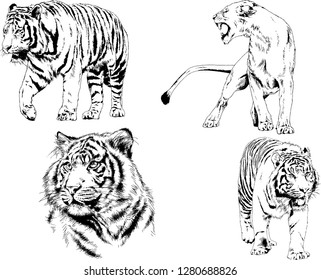 vector drawings sketches different predator , tigers lions cheetahs and leopards are drawn in ink by hand , objects with no background