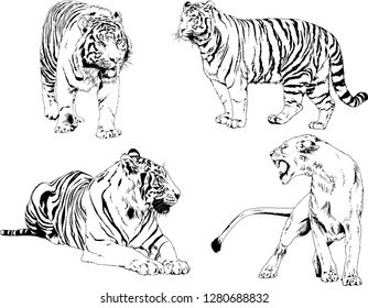 vector drawings sketches different predator , tigers lions cheetahs and leopards are drawn in ink by hand , objects with no background