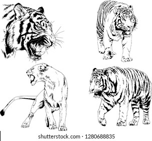 vector drawings sketches different predator , tigers lions cheetahs and leopards are drawn in ink by hand , objects with no background