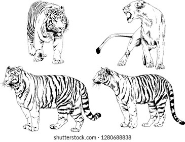 vector drawings sketches different predator , tigers lions cheetahs and leopards are drawn in ink by hand , objects with no background