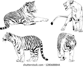 vector drawings sketches different predator , tigers lions cheetahs and leopards are drawn in ink by hand , objects with no background