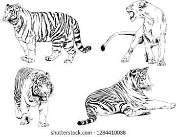 vector drawings sketches different predator , tigers lions cheetahs and leopards are drawn in ink by hand , objects with no background