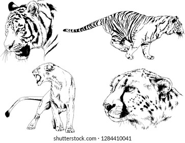 vector drawings sketches different predator , tigers lions cheetahs and leopards are drawn in ink by hand , objects with no background