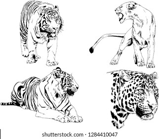 vector drawings sketches different predator , tigers lions cheetahs and leopards are drawn in ink by hand , objects with no background