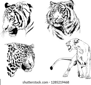 vector drawings sketches different predator , tigers lions cheetahs and leopards are drawn in ink by hand , objects with no background