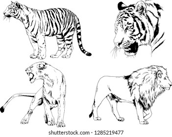 vector drawings sketches different predator , tigers lions cheetahs and leopards are drawn in ink by hand , objects with no background