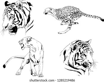 vector drawings sketches different predator , tigers lions cheetahs and leopards are drawn in ink by hand , objects with no background