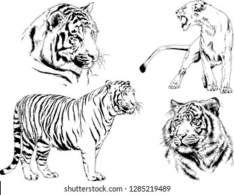 vector drawings sketches different predator , tigers lions cheetahs and leopards are drawn in ink by hand , objects with no background
