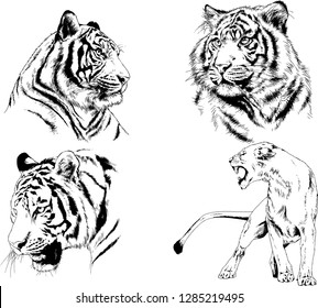 vector drawings sketches different predator , tigers lions cheetahs and leopards are drawn in ink by hand , objects with no background