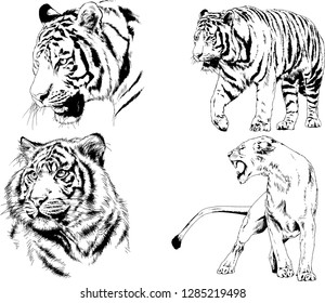 vector drawings sketches different predator , tigers lions cheetahs and leopards are drawn in ink by hand , objects with no background