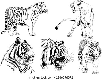 vector drawings sketches different predator , tigers lions cheetahs and leopards are drawn in ink by hand , objects with no background
