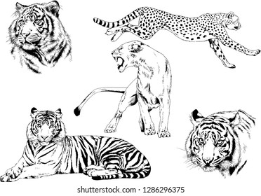 vector drawings sketches different predator , tigers lions cheetahs and leopards are drawn in ink by hand , objects with no background