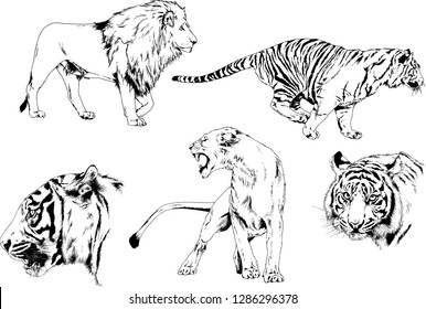 vector drawings sketches different predator , tigers lions cheetahs and leopards are drawn in ink by hand , objects with no background