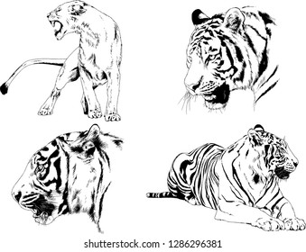 vector drawings sketches different predator , tigers lions cheetahs and leopards are drawn in ink by hand , objects with no background