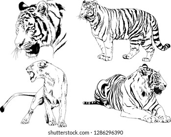 vector drawings sketches different predator , tigers lions cheetahs and leopards are drawn in ink by hand , objects with no background