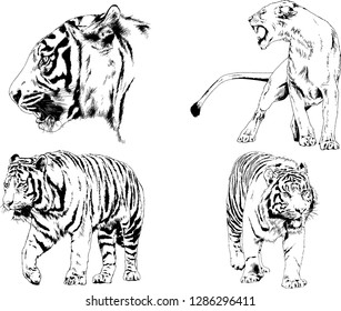 vector drawings sketches different predator , tigers lions cheetahs and leopards are drawn in ink by hand , objects with no background