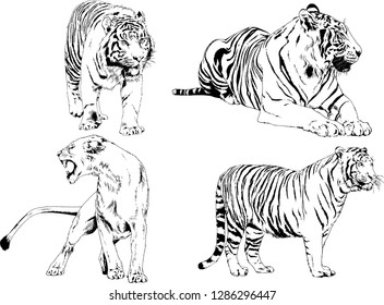 vector drawings sketches different predator , tigers lions cheetahs and leopards are drawn in ink by hand , objects with no background