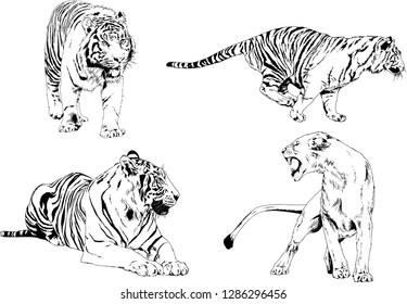 vector drawings sketches different predator , tigers lions cheetahs and leopards are drawn in ink by hand , objects with no background