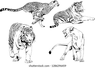 vector drawings sketches different predator , tigers lions cheetahs and leopards are drawn in ink by hand , objects with no background