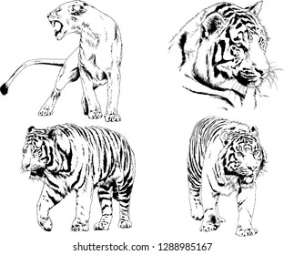 vector drawings sketches different predator , tigers lions cheetahs and leopards are drawn in ink by hand , objects with no background
